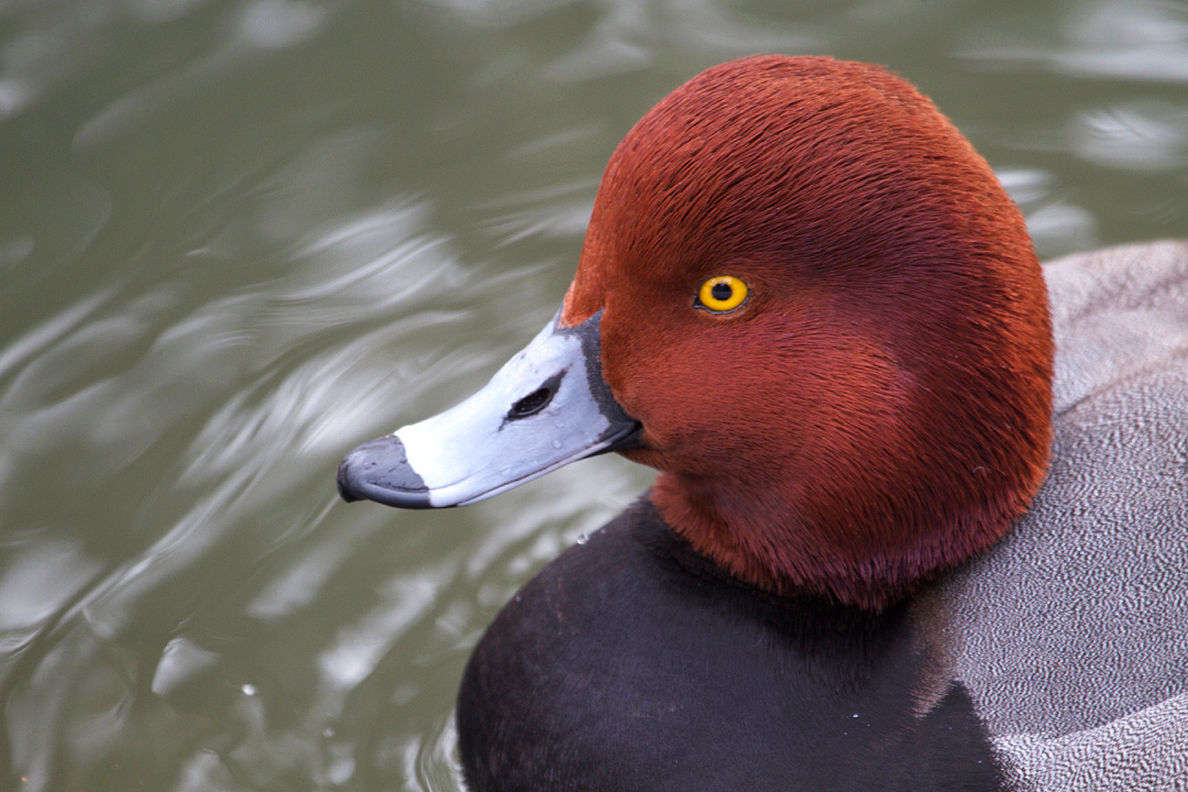 Redhead duck pics