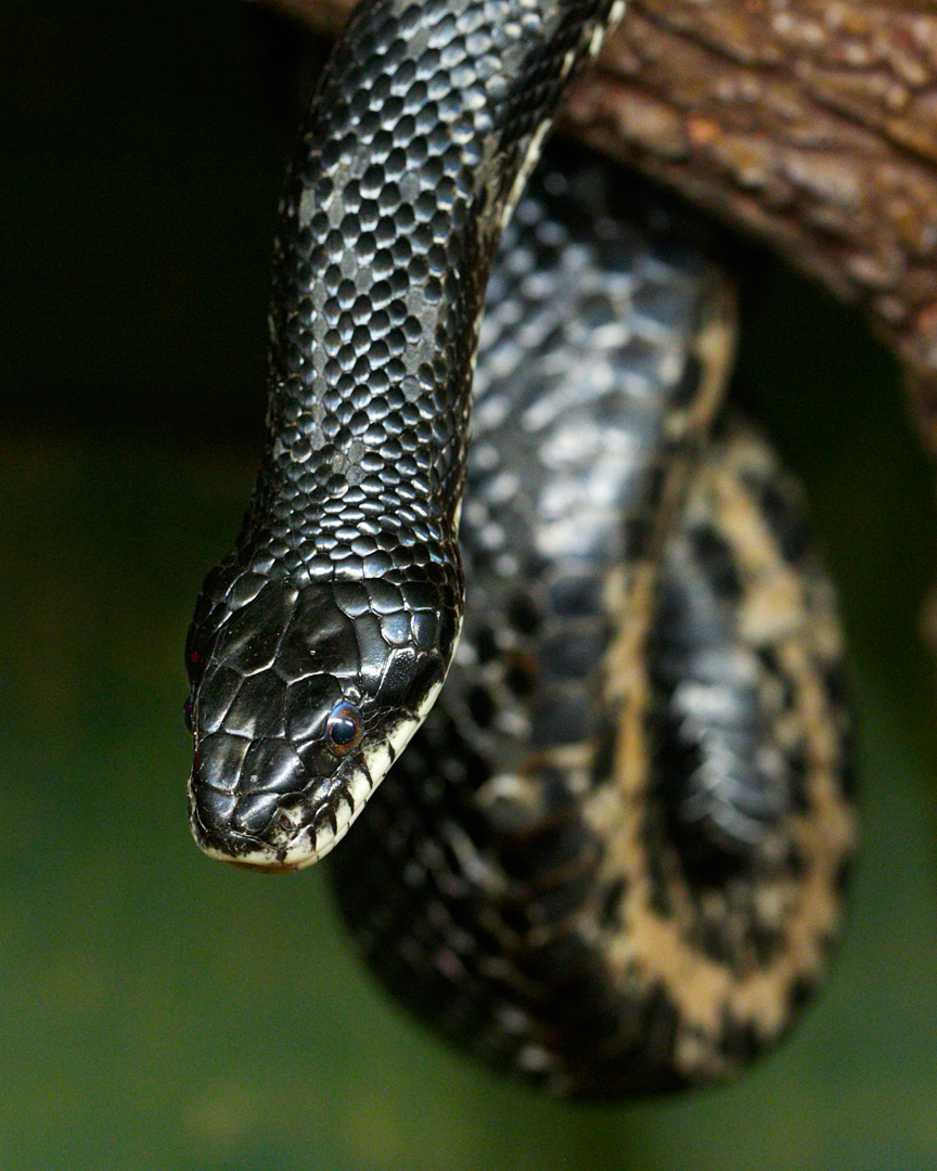 Black Rat Snake Connecticuts Beardsley