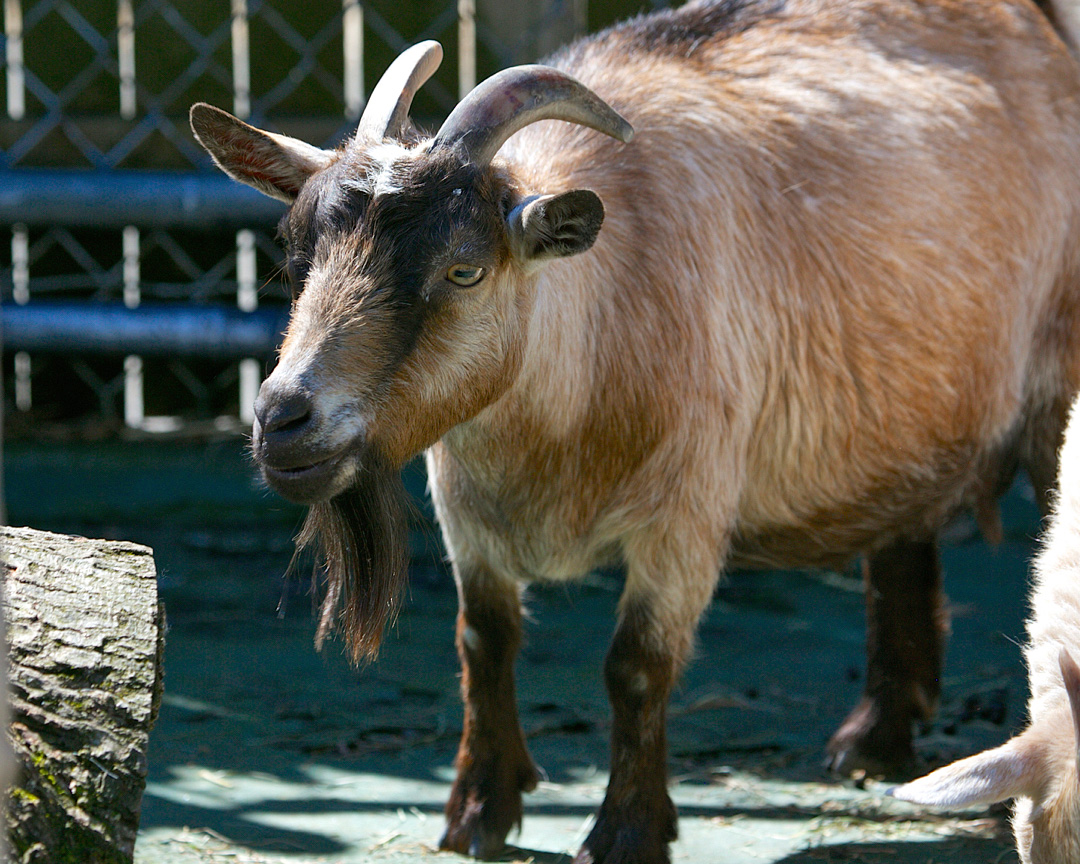 How long do pygmy goats live?